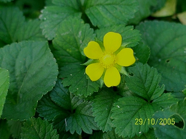 Potentilla indica (=Duchesnea indica) / Fragola matta